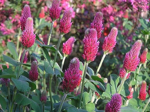 5 lb. Crimson Red Clover Seed Wildlife Forage Cattle Sheep Hay & More