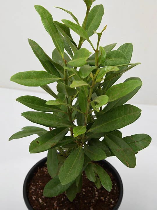 Cloud Farm All Spice Plant/Sarvasugandhi/Jamaica pepper (Pimenta dioica) Flowering/Ornamental/Medicinal Live Plant (Home & Garden),CF_33 (B0D5QCY2CD) Amazon Price History, Amazon Price Tracker