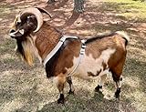 Goat Harness, Sheep Harness, Asatre Livestock Hemp Goat Harness, Livestock Halter, Small to X-Large, Fleece Lined, Multi-Clasp, Machine Washable Soft Durable Harness (X-Large)