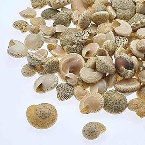 Real Tiny Spiral Seashells for Weddings Cover