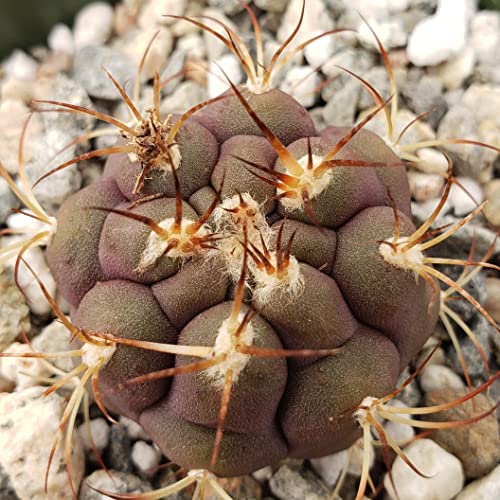 Gymnocalycium Pflanzii Albipulpa Cacti Cactus Succulent Real Live Plant #TOP3
