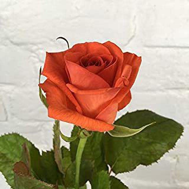 Kanpur Green Rose Live Plant for Home Balcony Indoor & outdoor Garden