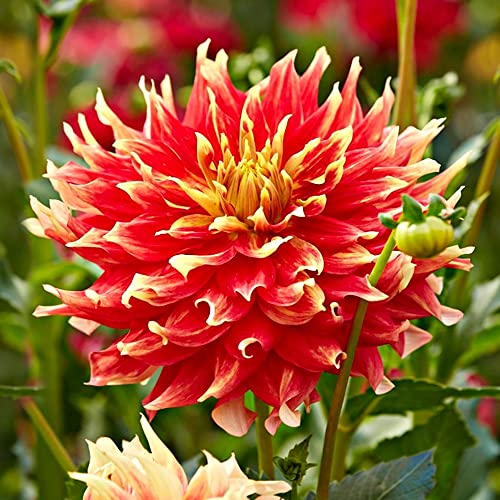 schone 1 x Dahlia Decorative Dinnerplate – Adds a Bright Splash of Colour – Summer Flowering Bulb – Perennials – for Your Beautiful Garden (1 x Dahlia Decorative Dinnerplate Bodacious), Red,Yellow