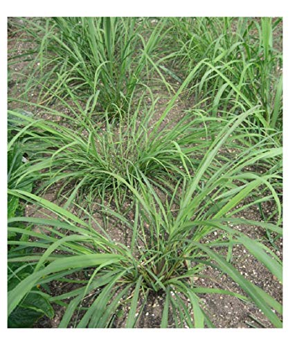 PREMIER SEEDS DIRECT HERB - Lemon Grass - East Indian - 0.40 GRAM ~ Approx 800 Finest Seeds