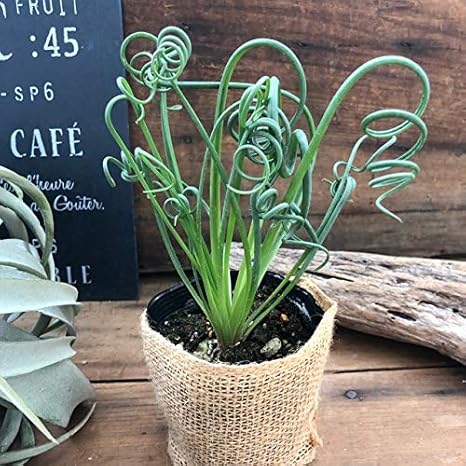 Amazon レア品種 くるくる アルブカ スピラリス フリズルシズル ガーデニング おしゃれ 観葉植物 観葉植物 オンライン通販