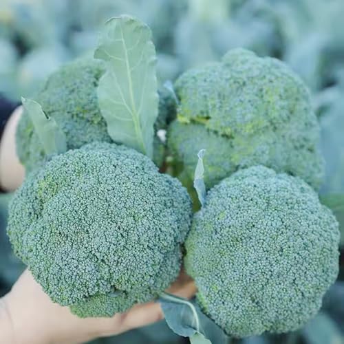 semillas de coliflor de invierno - perennes resistentes variedades antiguas balcón 800pcs