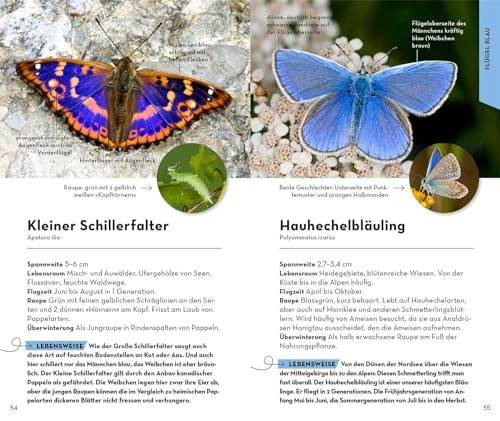 Basic Schmetterlinge: 143 Arten einfach und sicher erkennen - In drei Schritten zur richtigen Art (Kosmos-Naturführer Basics)