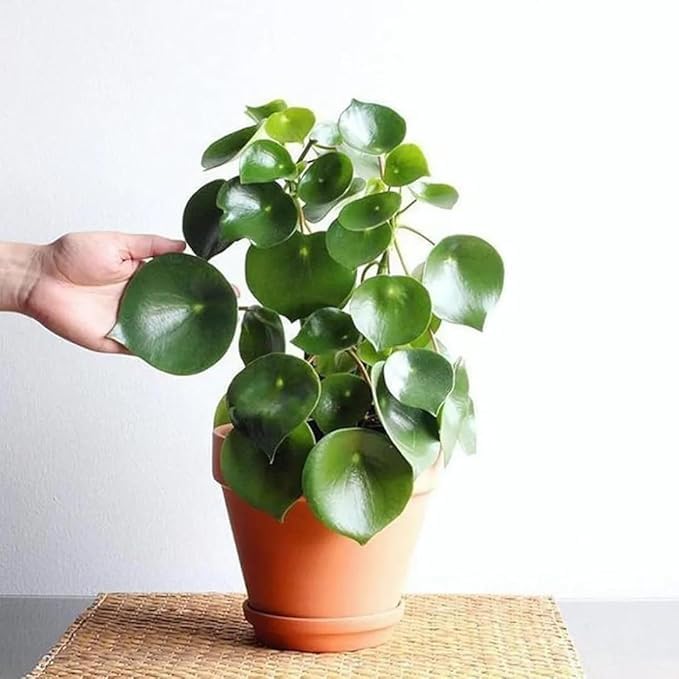 Chinese Money Plant Pilea Peperomioides Indoor Plant, Live (Pack of 2), With Pot 4 Inch (B0DF6KP5R6) Amazon Price History, Amazon Price Tracker