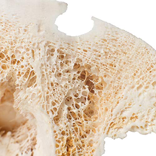 Image of 3B Scientific GmbH T300172 Half Horse Skull