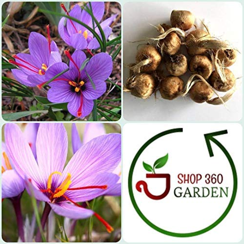 SHOP 360 GARDEN Crocus Sativus Kashmir Saffron Bulbs Pack of 30 Bulbs