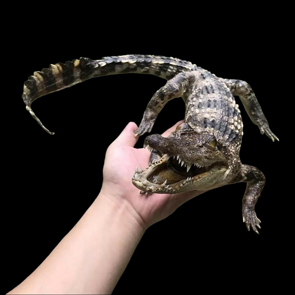 1 PC 50-60cm/20-24inches Real Crocodile Taxidermy Specimen Animal Skull Rare Decor Stuffed Craft