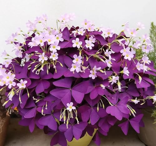 12Pcs Oxalis Bulbs for Planting Purple Shamrocks Triangularis Easy to