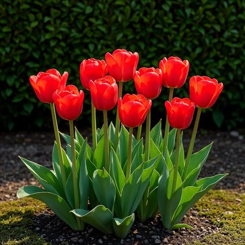 Bulbes à fleurs - Tulipe 'Triumph Red' - Rouge - 15 pièces - Taille du bulbe 11/12-20-50cm - Ø5cm - Plante de jardin - Multideal