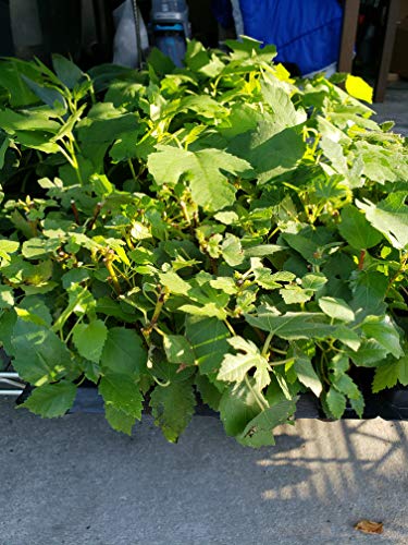 Fig Trees"Violette De Bordeaux" Includes Four (4) Live Plants #TOP1