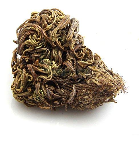 Kapebonavista® Sanjeevani lakshman buti Selaginella Bryopteris Resurection Plant Hydrophile Jericho Rose 100gm