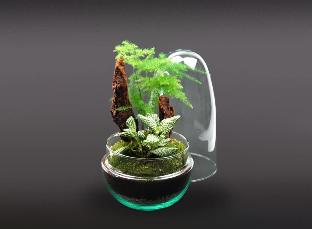 Garden Center Shop | Terrario Planta Natural Micro Habitat Cristal Huevo 13x25 cm | Asparagus y Fittonia | Nanogarden Ecosistema Vivo | Jardín en Miniatura Decorativo para Interior