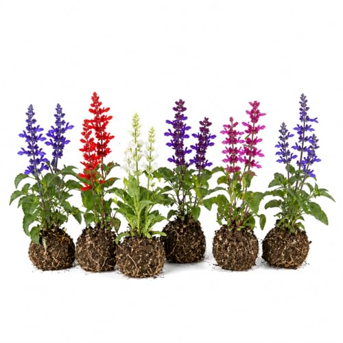 Set 4 Mixed Salvia Plants Live Sage Plant Fragrant Vibrant Colorful Salvia Flowers Live Plant Outdoor