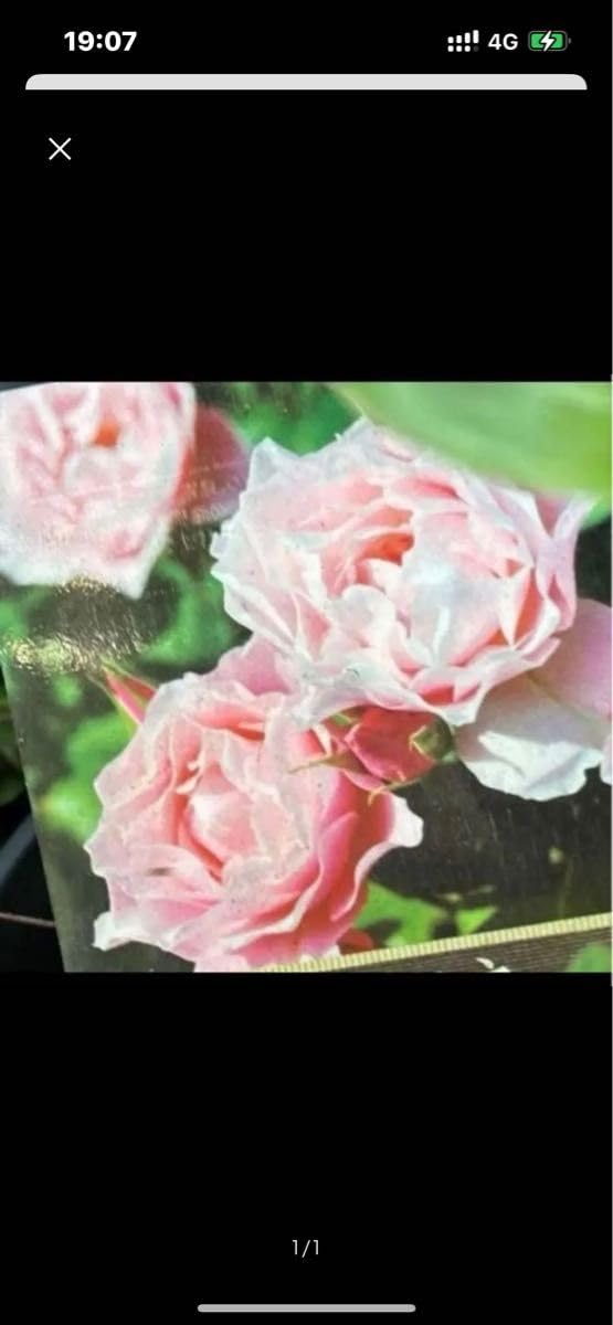 Amazon.co.jp: バラ苗 ピンク 挿し木苗 、根無し、薔薇 ガーデニング