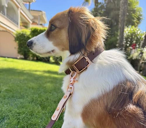 Original Biothane® Hundeleine 2m - Verstellbar, Wasserfest & Robust, mittel-große und kleine Hunde, Scherenkarabiner Bruchlast 160 kg (Braun/Creme/Rosegold)