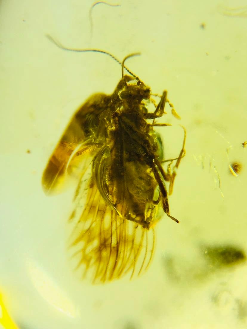 Burmese burmite Cretaceous Sandfly Insect Fossil Amber Myanmar