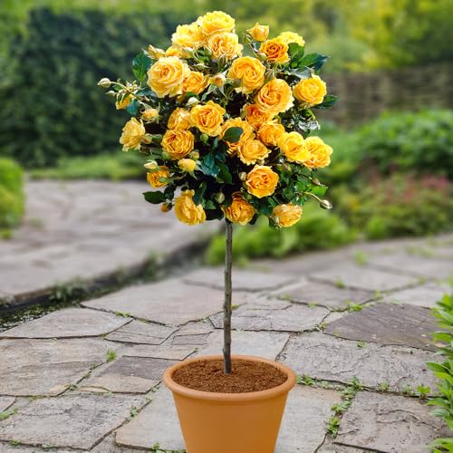 YouGarden Patio Standard Yellow Rose in 4 Litre Pot Ready to Plant 40cm Stem