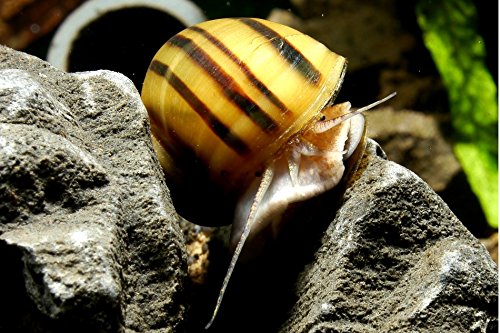 Zebra Apfelschnecke - Asolene spixi, 3 Stück - Aus Quarantänehaltung - 100% planarienfrei