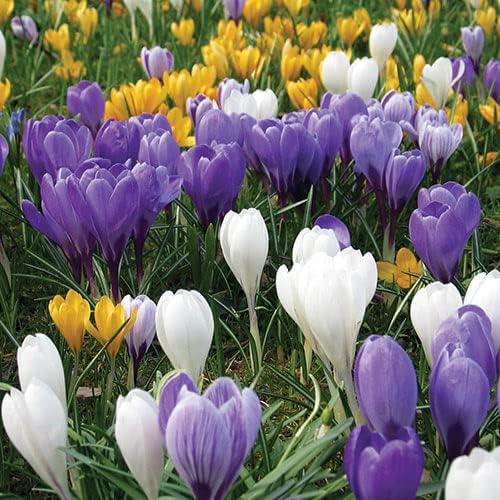 Miniatura 2 de UtopiaSeeds - 30 mazos de azafrán mixtos, morado, amarillo, blanco, flor de primavera, bombillas de cocodrilo