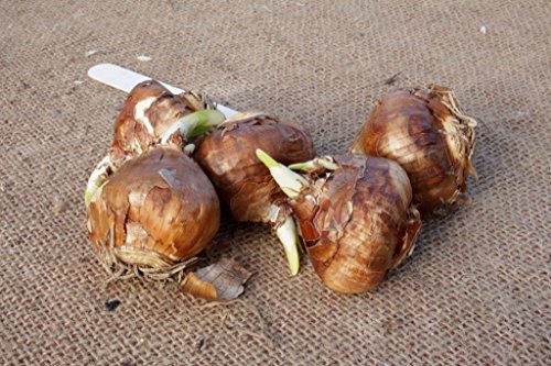 Paperwhite Bulbs Indoor Narcissus: Narcissus Tazetta ALREADY SPROUTING (15 Bulbs)