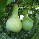 Zoom IMG-1 toyheart semi di ortaggi premium Zoom IMG-1 toyheart semi di ortaggi premium