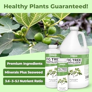 Fig Tree Fertilizer – Liquid Plant Food for Bigger Harvests, Stronger Root Development & Healthy Leaf Growth, 8 oz