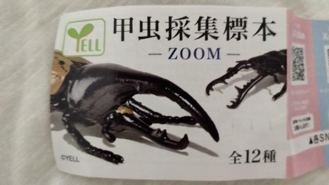 クワガタ、カブト虫標本セット カブトムシとクワガタマグネット付きの標本セット - メルカリ