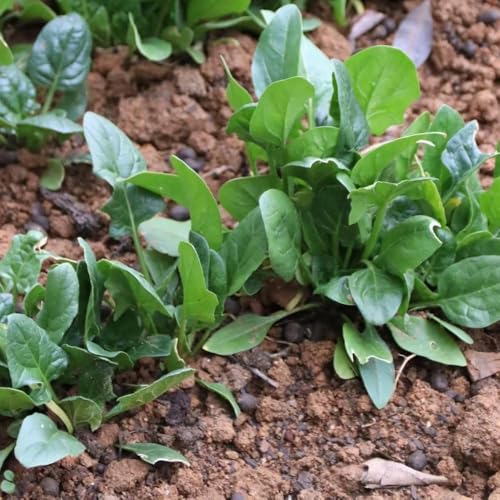 10 pezzi semi di spinaco perenni resistenti, da giardino di rocce resistenti, per decorare balconi semi ortaggi