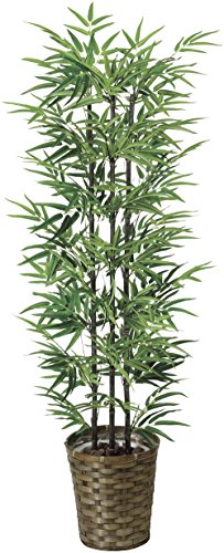  ϗtAwNtg lHϗtAxtFCNO[ G}(C) (| 135cm)