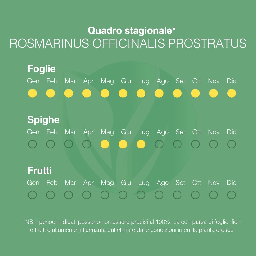 PLANTI’ ROSMARINO PROSTRATO Pianta vera da esterno piante aromatiche cucina, ideale per insaporire i vostri piatti o per ornare il giardino di casa. 6 mesi di concimazione con sistema Plantì