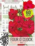 Seed Needs, Red Four O Clock Seeds - 60 Heirloom Seeds for Planting Mirabilis Jalapa - Colorful Flowers to Attract Butterflies Pollinators and Hummingbirds to The Garden (1 Pack)