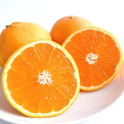 �a�̎R ���� �I�����W 2kg �G�D����(�󂠂荞��) M�`3L�T�C�Y���� ����� �^���S�[�� �i�� �_���E���Y�҂���o�� �y�o�ד����C���E�w����s�z�I�B �o�����^�C�� �ʕ� ���k ���� �t���[�c