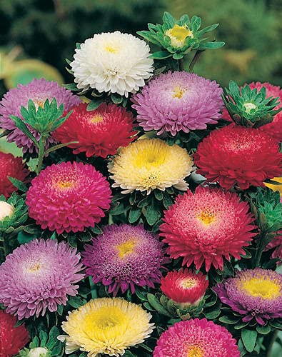 Aster Seeds For Gardening pack of 50 seeds-image-30