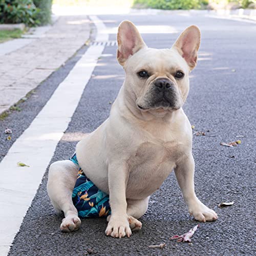 Image of CuteBone Washable Dog Diapers Female No Tail Hole 3 Pack Reusable Doggie Period Training Pants for Docked-Tail Frenchie French Bulldog Boston Terrier Without Tail WWD04L
