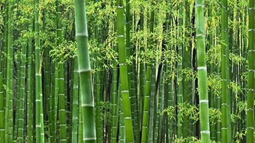 Giant Bamboo Seeds For Planting 500+ Seeds Exotic And Fast Growing Giant Bamboo, Privacy Screen #TOP1