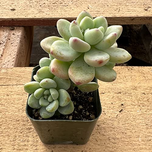 Sedum Pachyphyllum Succulent Live Plant – s