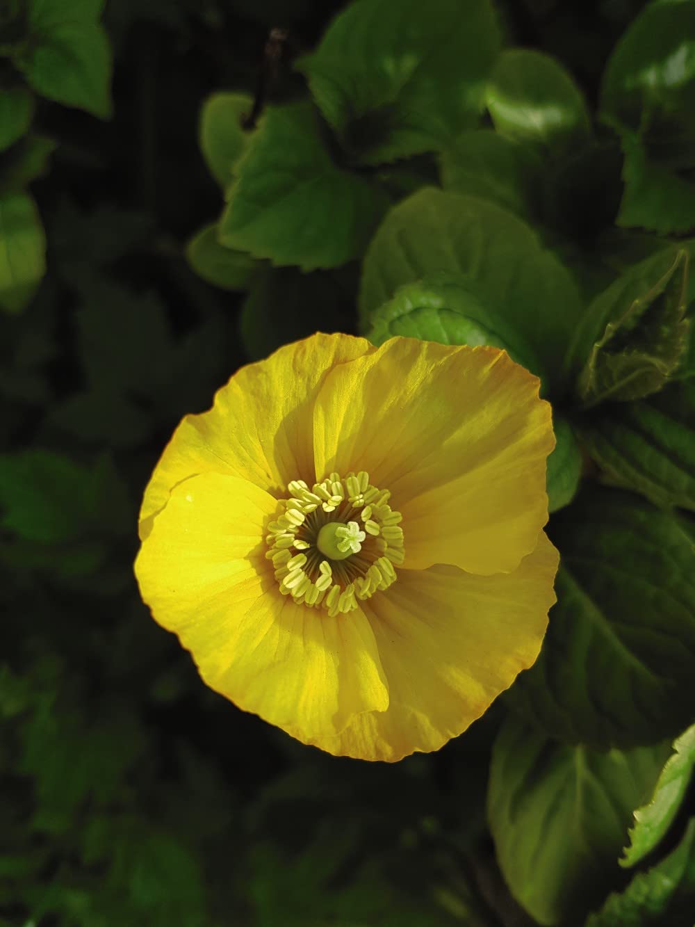 Poppy Mongolia Papaver Hardy Perennial Yellow Blooms Cut Flowers Garden Borders Pollinating Wildlife 1 x Packet of Seeds by Thompson and Morgan