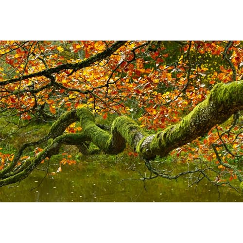 Image of Autumn Theme Aquarium Background Jungle Rainforest Lush Moss Fish Tank Background Fall Style Maple Leaf Garden Lake Reptile Tank Backgrounds Old Tropical Trees Reptile Enclosure Backgrounds 36x20in