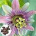 Produktbild Benoon Passiflora Incarnata Samen, 100 Stück/Beutel Passiflora Incarnata Samen Schöne Kleine Leicht Zu Pflanzen Seltene Passiflora Incarnata Fruchtpflanzen Samen Für Den Garten Passionsblumensamen