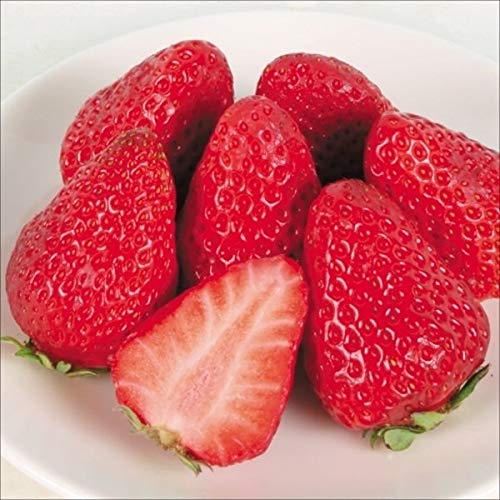 国華園 いちご苗 紅ほっぺP 3株