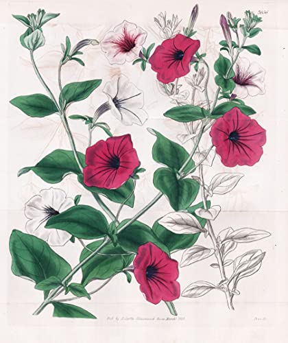 Petunia Violacea; hybrida. Purple Petunia; hybrid var. Tab. 3556 - Pflanze Planzen plant plants / flower flowers Blume Blumen / botanical Botanik botany / aus 