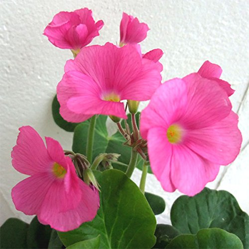 オキザリス：ボーウィー3.5号ポット 4株セット[秋から冬に愛らしい花を咲かせるハナカタバミ]のサムネイル