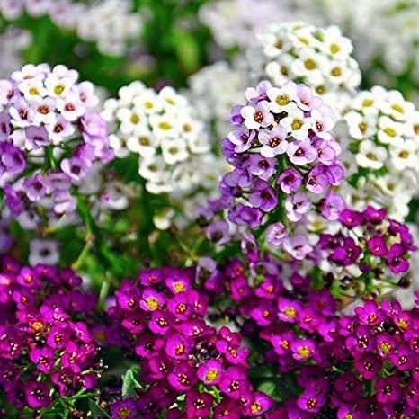 Ekaaksh - Alyssum Mix Seeds/ Alyssum Flower Seeds/ Alyssum Flower Seeds/ Sweet Alyssum Seeds / Carpet Flower (B0B7GSF2SX) Amazon Price History, Amazon Price Tracker