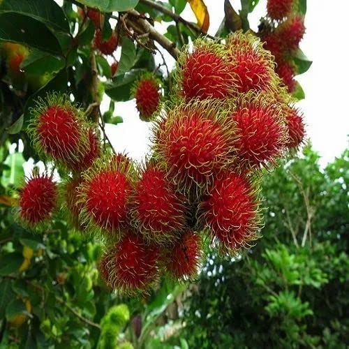 Rare Red Rambutan, Grafted Hybrid Exotic Fruit Seedling Live Plant Special Variety Fruit After 1 Year (B0C57YBKTH) Amazon Price History, Amazon Price Tracker