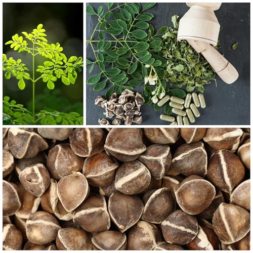 Moringa Seeds for Planting - 10 g Packet ~30 Seeds - Grow Moringa Seeds to Eat - Moringa Plant Tree Seedlings - The Tree of Life, Moringa Oleifera