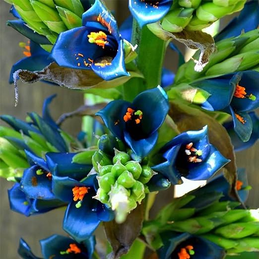 35+ Seeds Blue Sapphire Tower Plant Seeds (Puya Alpestris), Rare & Exotic Flowering Cactus, Perennial, Hardy, Pollinators Friendly